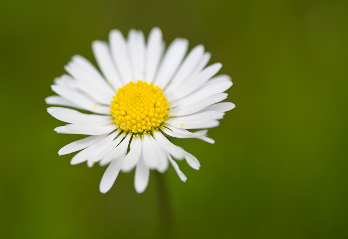 Daisy head